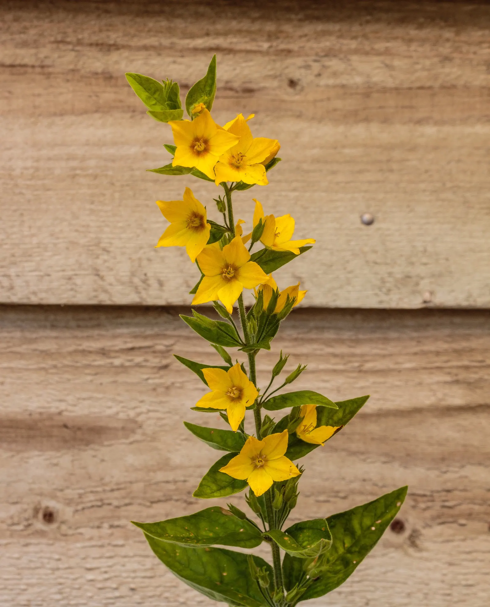 Yellow Loosestrife (Lysimachia Punctata) — Yellow Loosestrife offers long-lasting blooms; this plant typically reaches heights of 24 to 36 inches, image 235