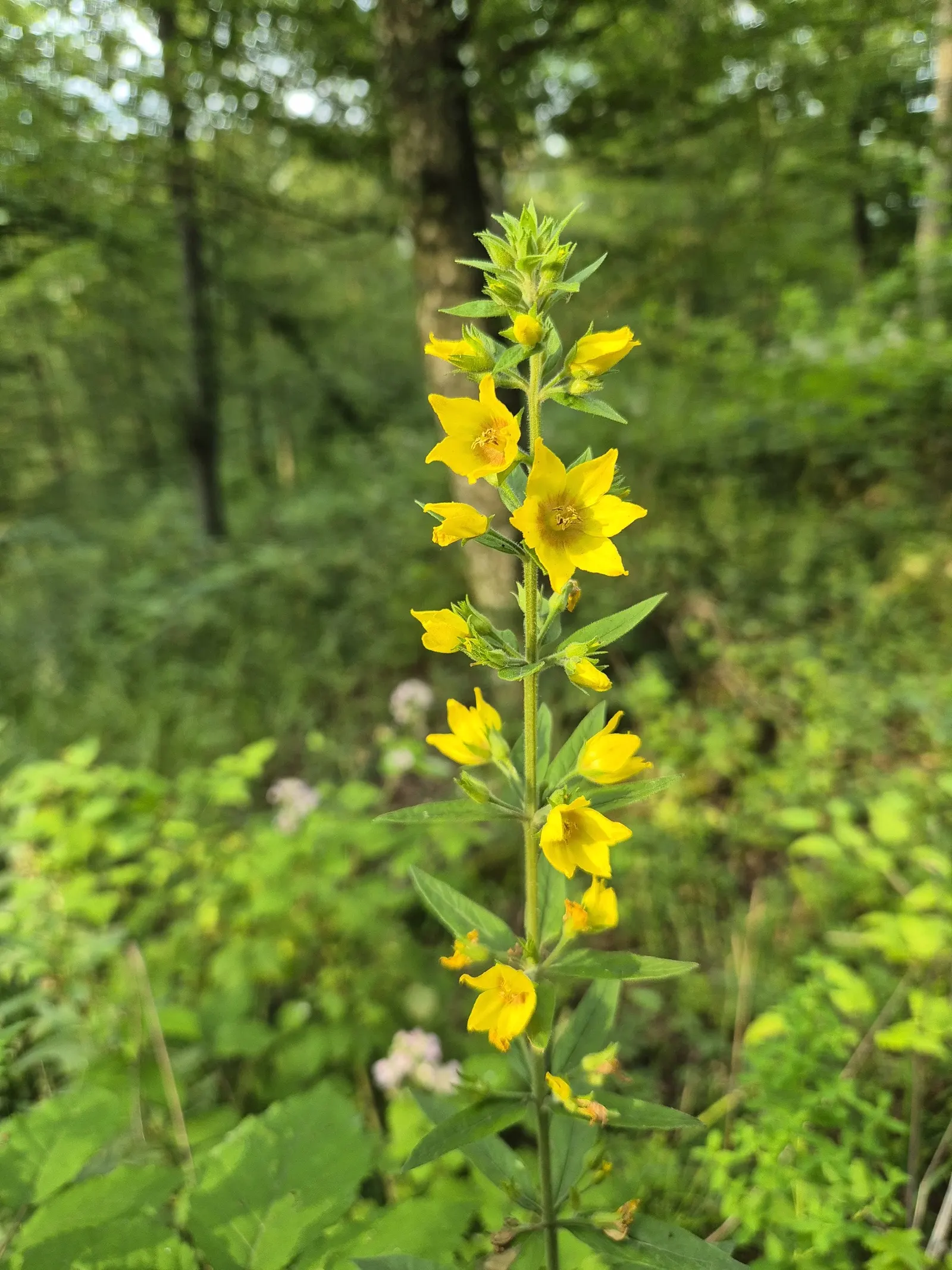 Yellow Loosestrife (Lysimachia Punctata) — flowering from early to mid-summer; each dotted with reddish-brown markings at the base, image 150