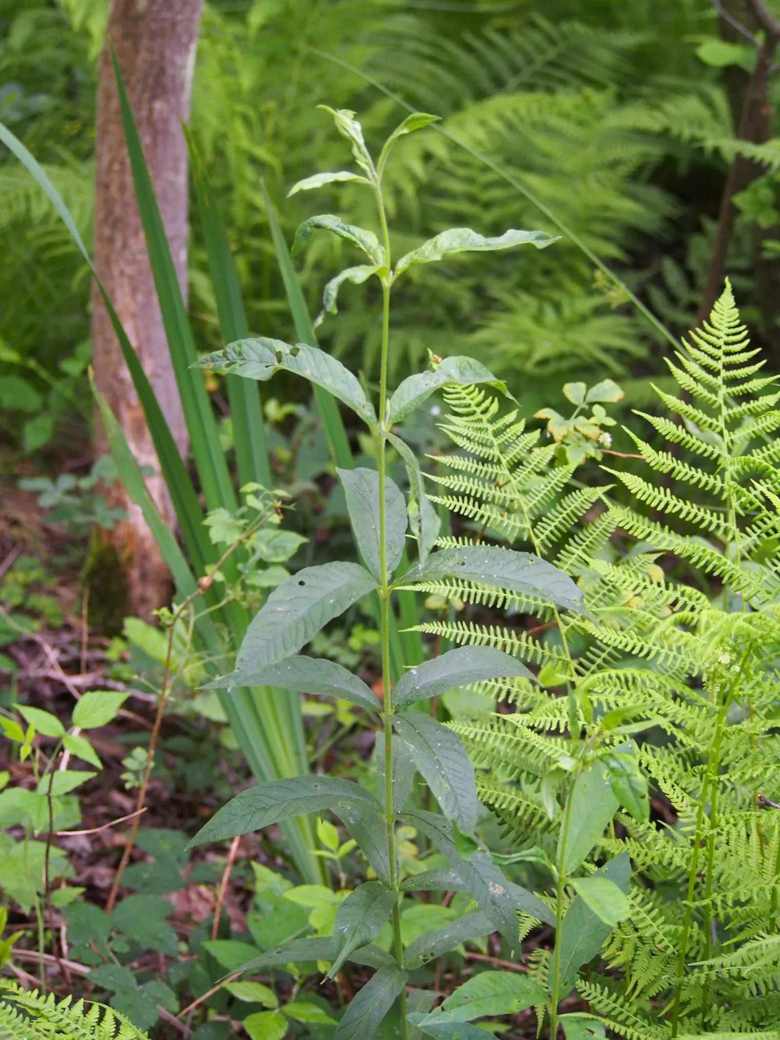 Yellow Loosestrife (Lysimachia Punctata) — sometimes aggressively spreading via rhizomes; thriving in USDA zones 4-8, it reaches 24-36 inches in height and