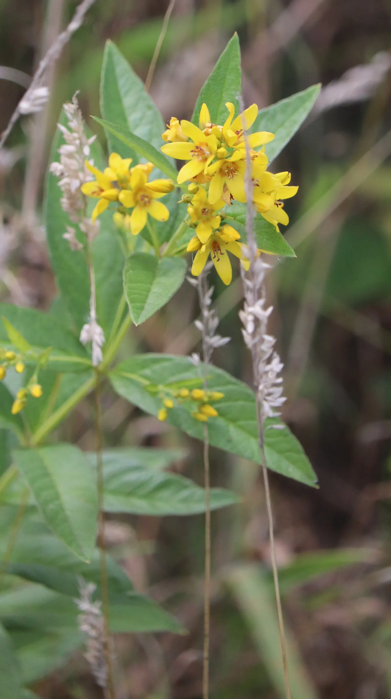 Yellow Loosestrife (Lysimachia Punctata) — sometimes aggressively spreading via rhizomes; thriving in USDA zones 4-8, it reaches 24-36 inches in, image 162