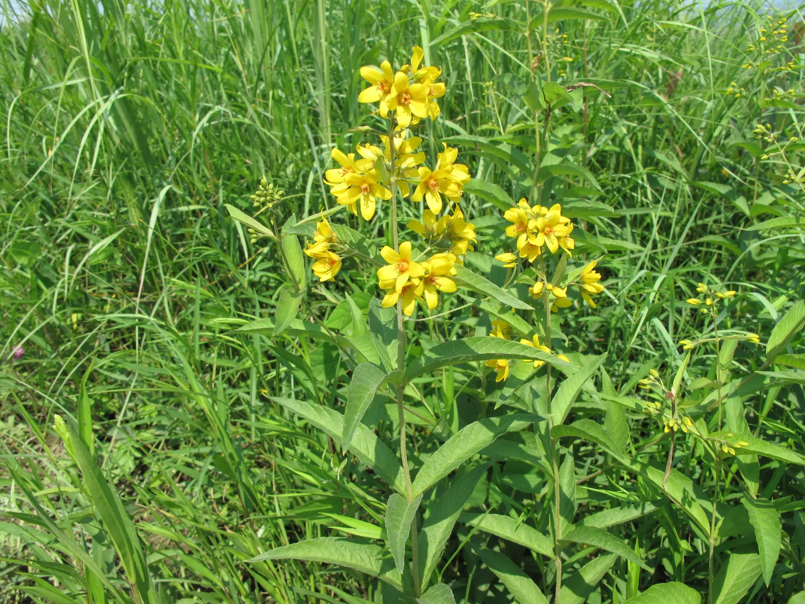 Yellow Loosestrife (Lysimachia Punctata) — each dotted with reddish-brown markings at the base; flowering from early to mid-summer, image 87