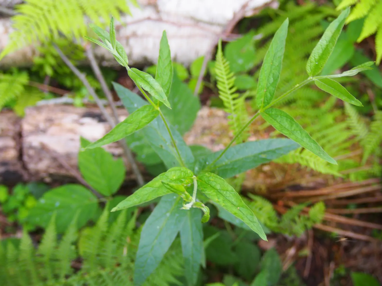 Yellow Loosestrife (Lysimachia Punctata) — Yellow Loosestrife offers long-lasting blooms; this plant typically reaches heights of 24 to 36 inches, image 115