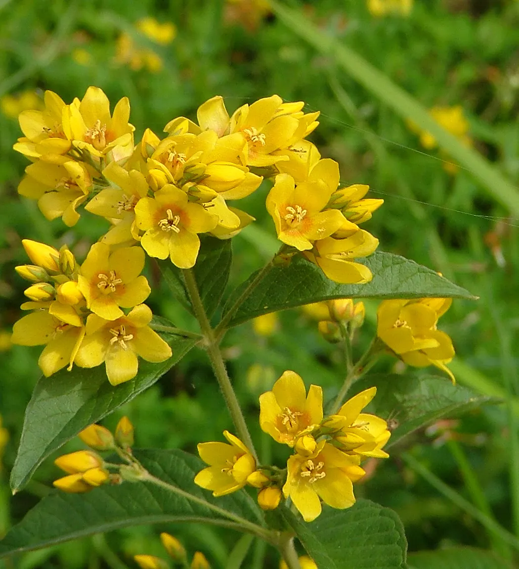 Yellow Loosestrife (Lysimachia Punctata) — Yellow Loosestrife produces an abundant display of star-shaped; perennial with yellow blooms, image 62