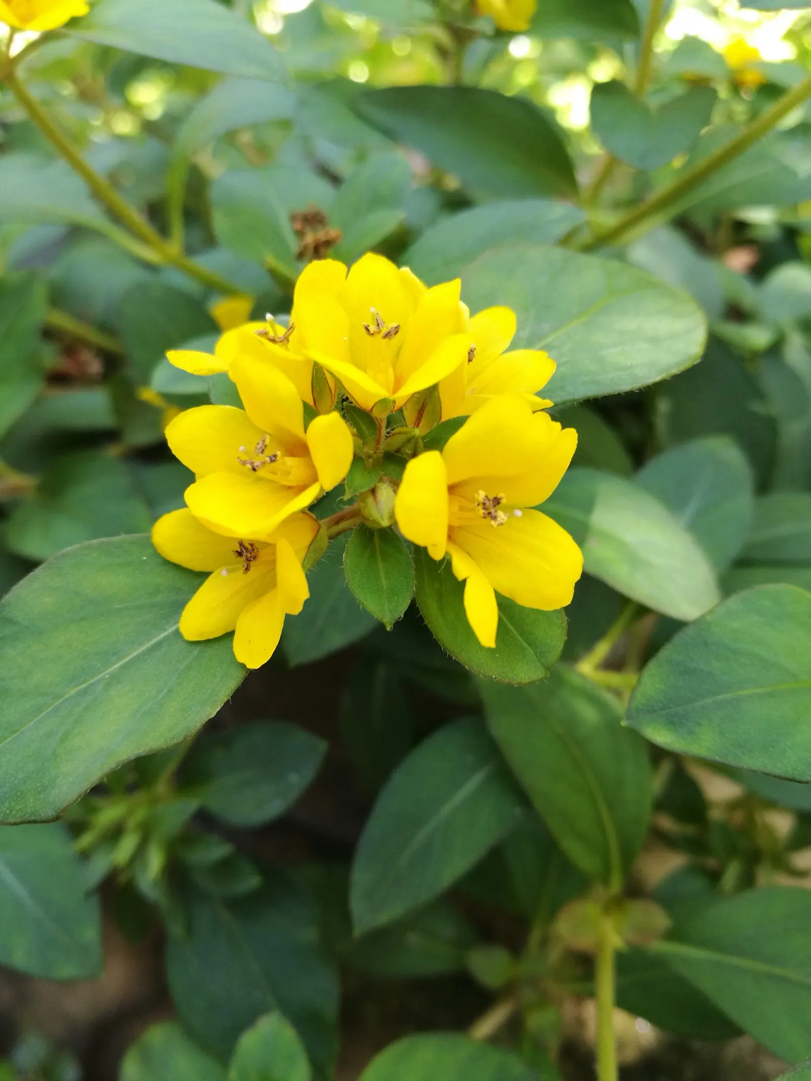Yellow Loosestrife (Lysimachia Punctata) — and a bright pop of color that is particularly effective alongside blues and purples; it is hardy in, image 116