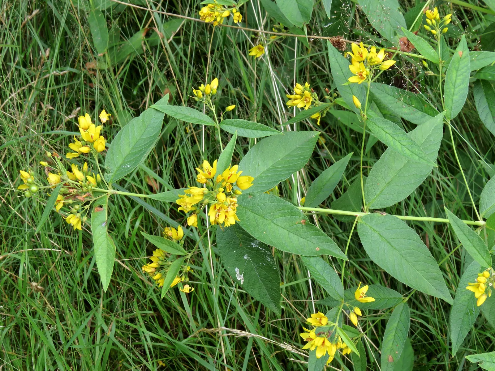 Yellow Loosestrife (Lysimachia Punctata) — Due to its easy-going nature, it is an excellent choice for gardeners of all levels; perennial for full, image 213