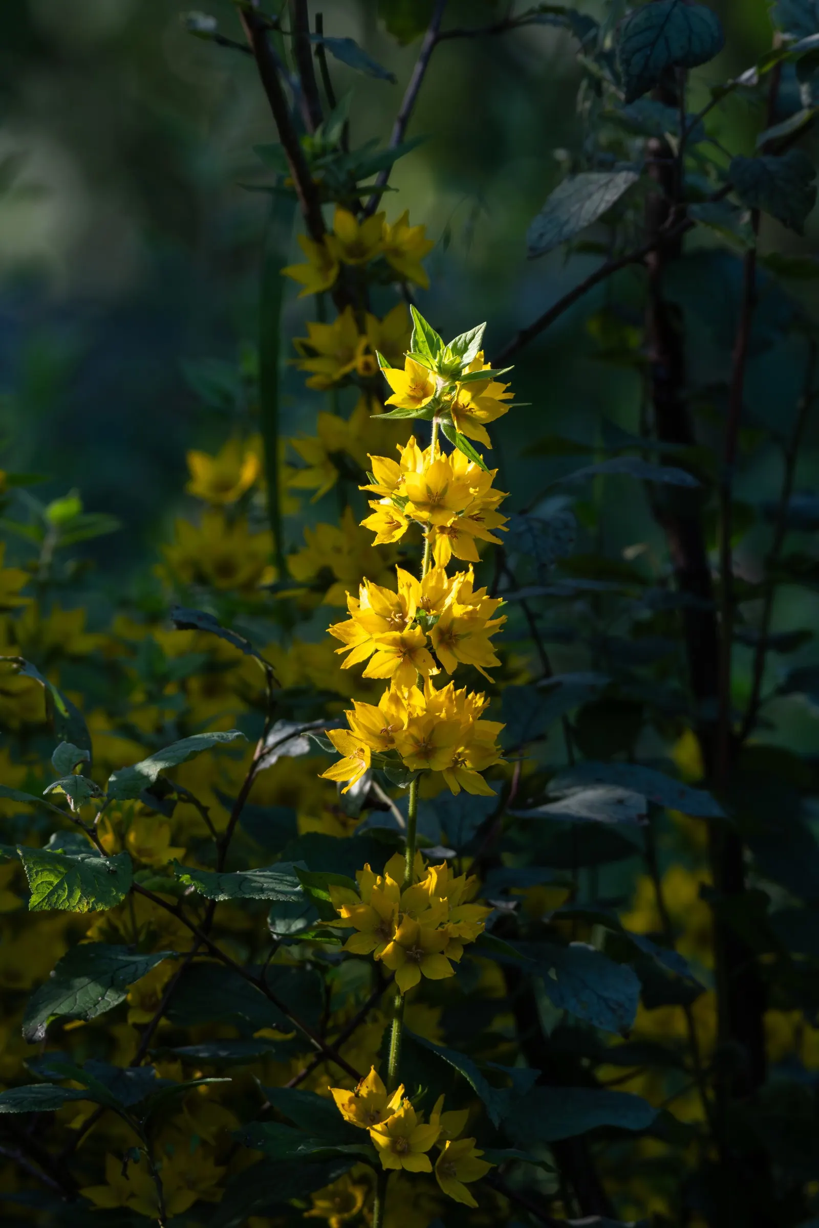 Yellow Loosestrife (Lysimachia Punctata) — flowering from early to mid-summer; each dotted with reddish-brown markings at the base, image 198