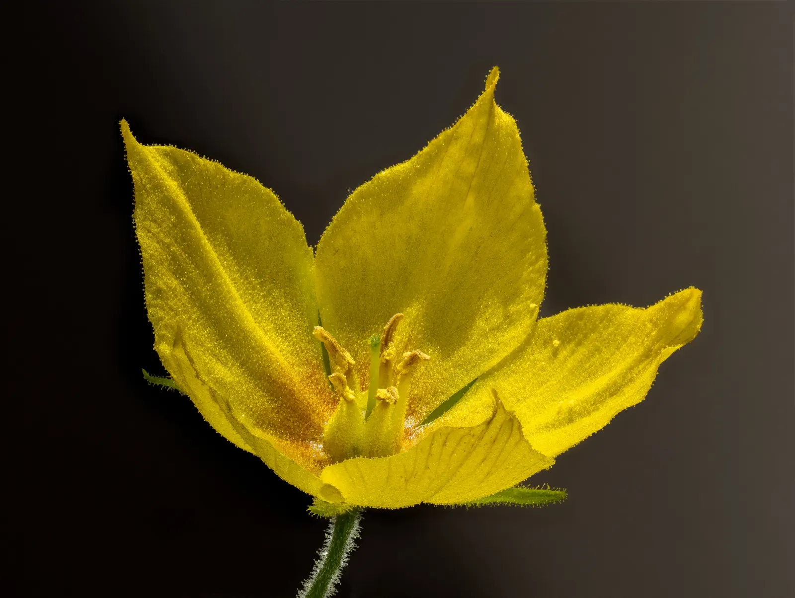 Yellow Loosestrife (Lysimachia Punctata) — arranged in a whorled pattern up erect stems; cup-shaped yellow flowers, image 227
