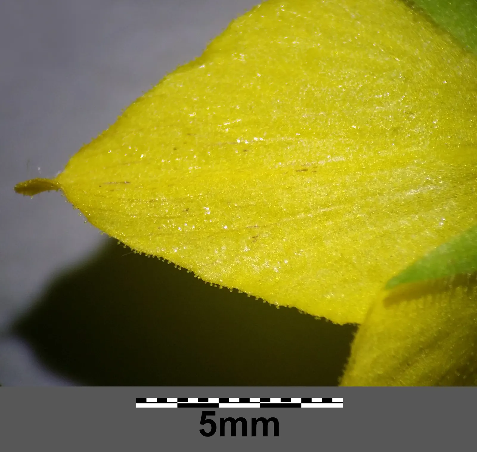 Yellow Loosestrife (Lysimachia Punctata) — cup-shaped yellow flowers; arranged in a whorled pattern up erect stems, image 146