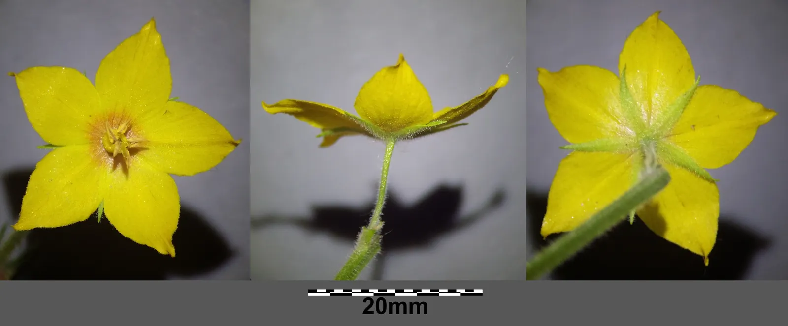 Yellow Loosestrife (Lysimachia Punctata) — sometimes aggressively spreading via rhizomes; thriving in USDA zones 4-8, it reaches 24-36 inches in, image 186