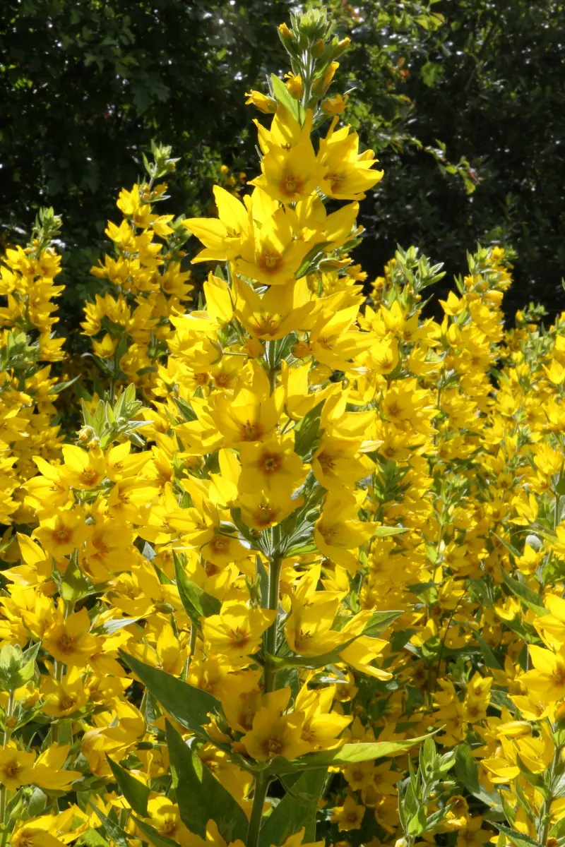 Yellow Loosestrife (Lysimachia Punctata) — perennial for full or half or shade; due to its easy-going nature, it is an excellent choice for, image 240