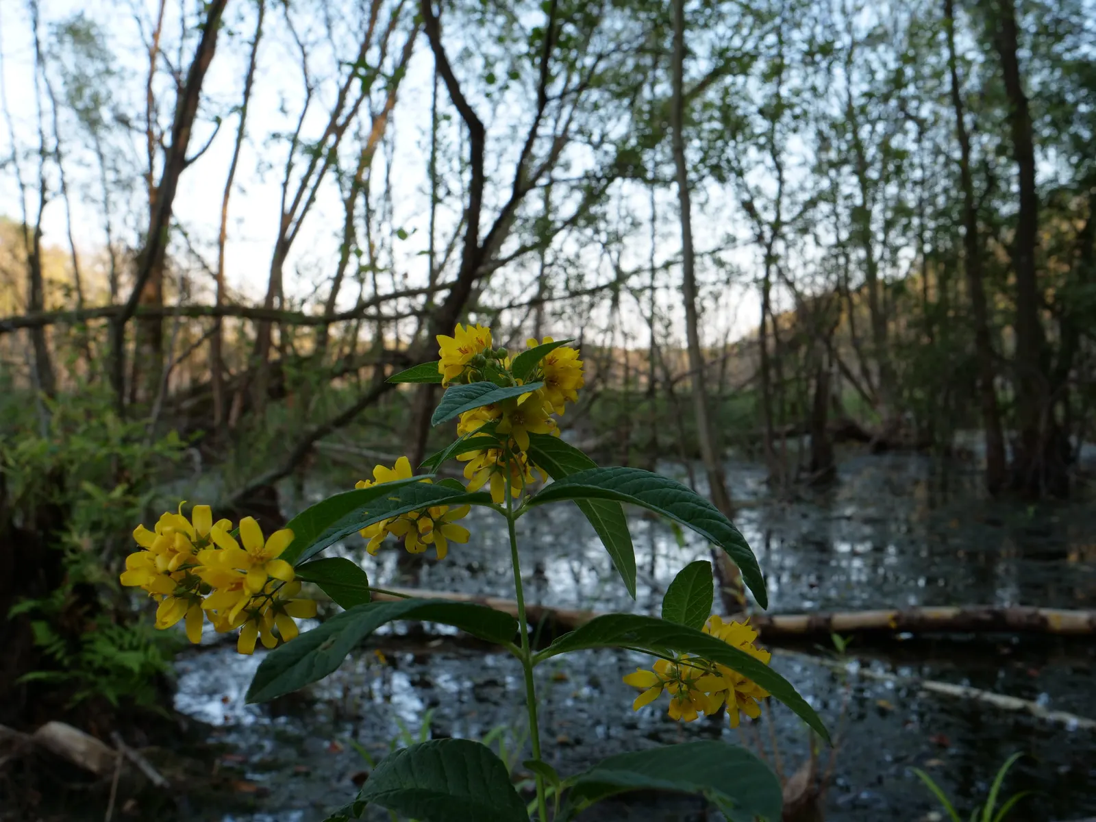 Yellow Loosestrife (Lysimachia Punctata) — This low-maintenance plant prefers full sun to partial shade and consistently moist soil; yellow, image 220
