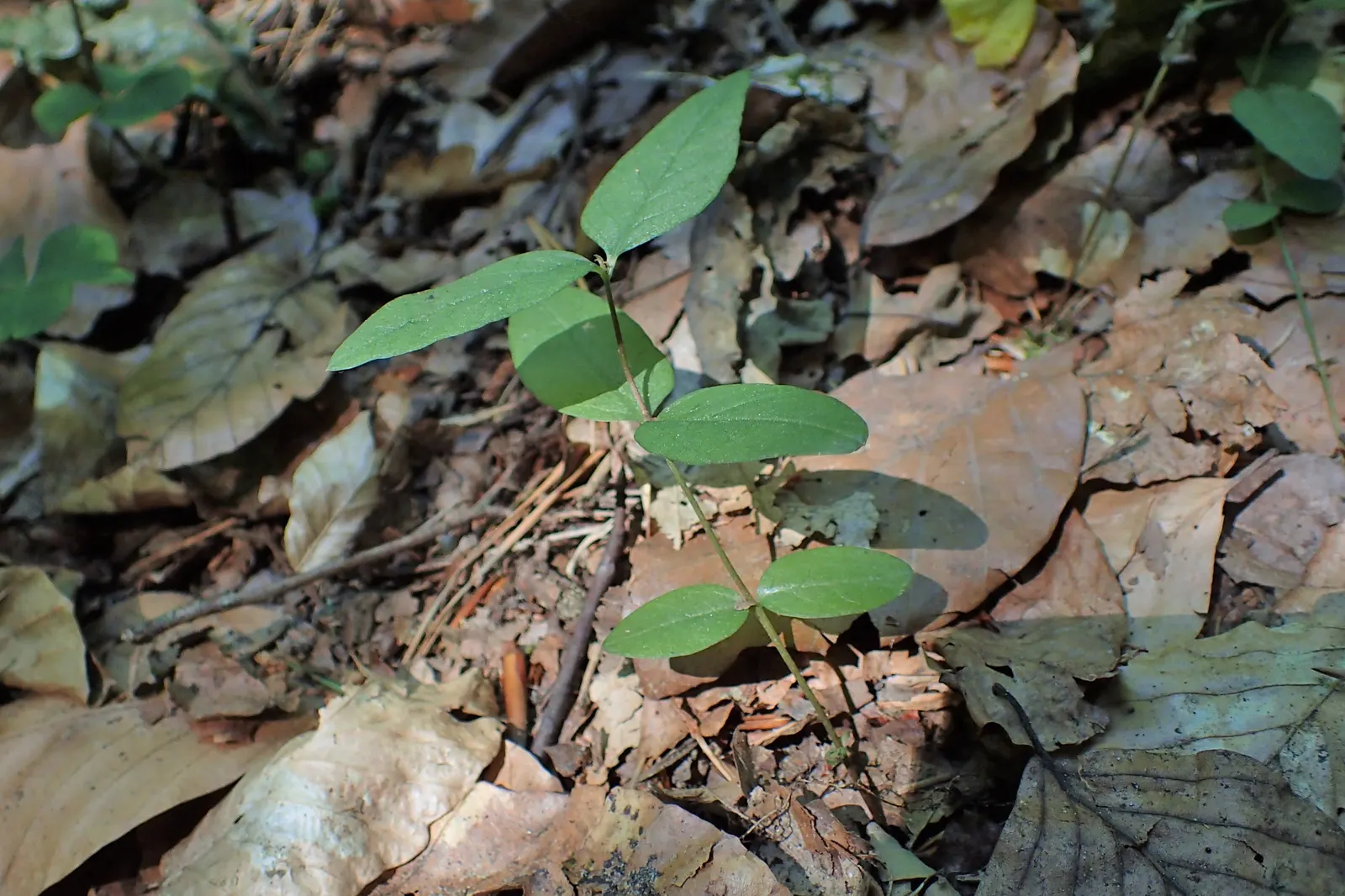 Yellow Loosestrife (Lysimachia Punctata) — This low-maintenance plant prefers full sun to partial shade and consistently moist soil; yellow, image 100