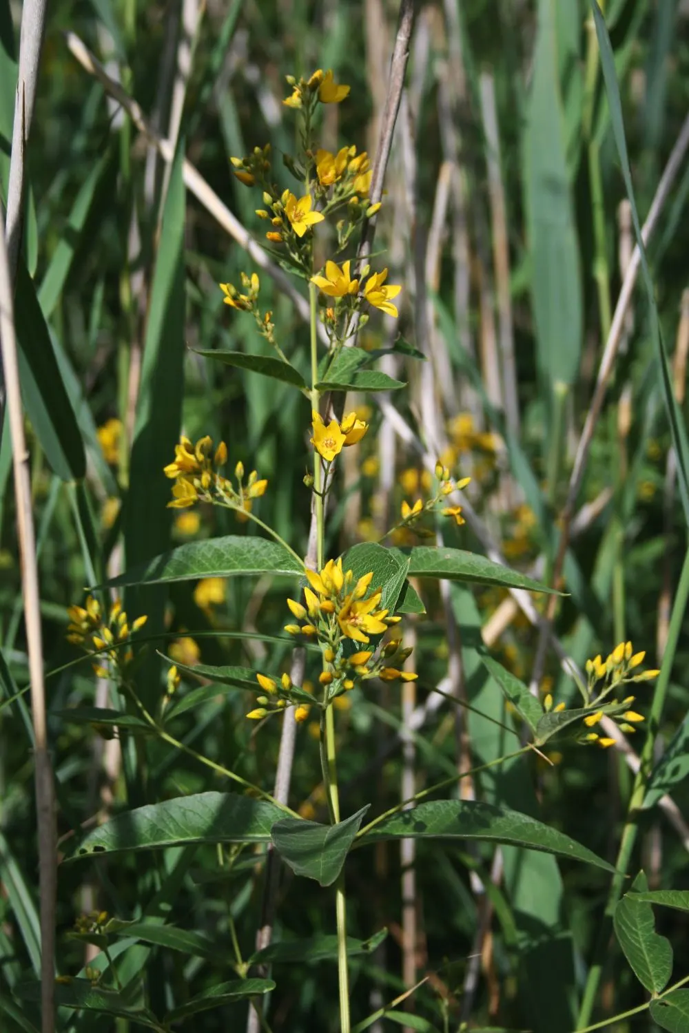 Yellow Loosestrife (Lysimachia Punctata) — scientifically known as Lysimachia punctata; ideal for borders or waterside plantings, image 56