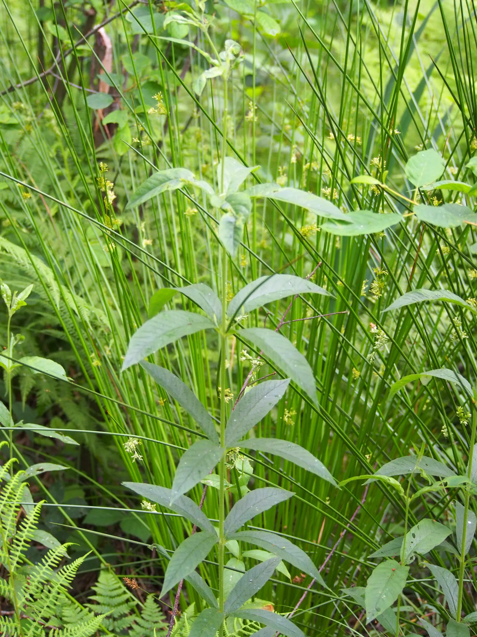 Yellow Loosestrife (Lysimachia Punctata) — Yellow Loosestrife produces an abundant display of star-shaped; perennial with yellow blooms, image 86