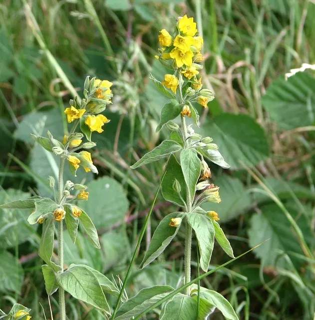 Yellow Loosestrife (Lysimachia Punctata) — herbaceous perennial that is a favored addition to garden designs for its striking flowers and lush, image 201