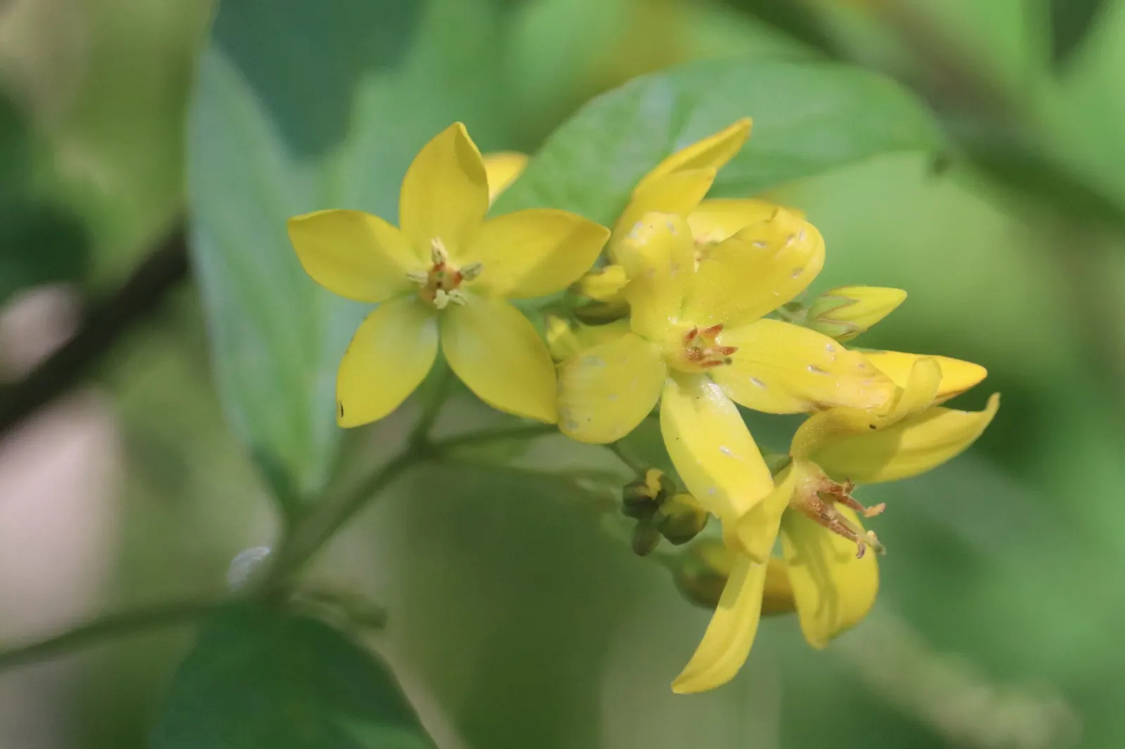 Yellow Loosestrife (Lysimachia Punctata) — creating a full and bushy appearance; herbaceous perennial that is a favored addition to garden designs, image 60