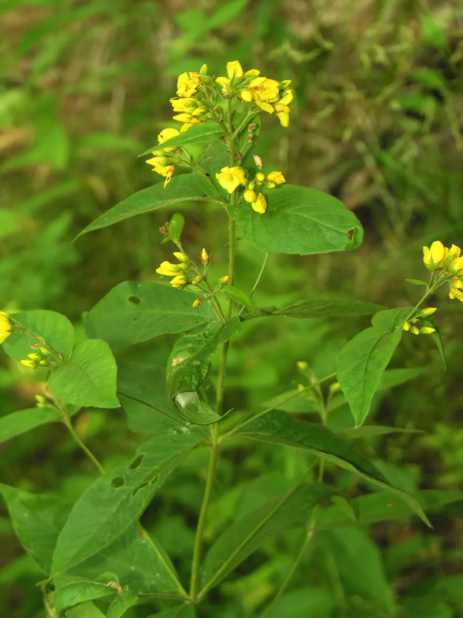 Yellow Loosestrife (Lysimachia Punctata) — This low-maintenance plant prefers full sun to partial shade and consistently moist soil; yellow, image 76