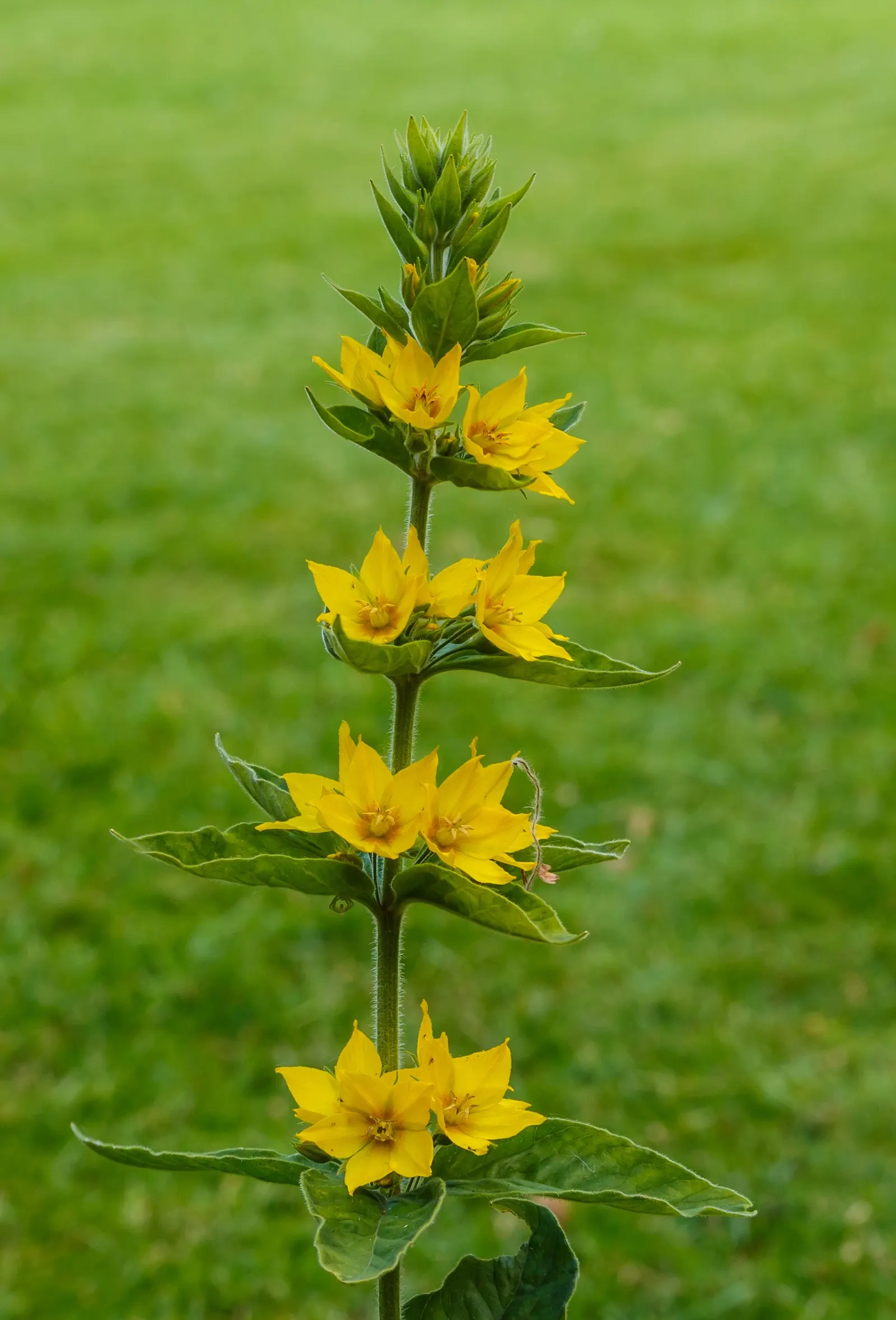 Yellow Loosestrife (Lysimachia Punctata) — flowering from early to mid-summer; each dotted with reddish-brown markings at the base, image 54