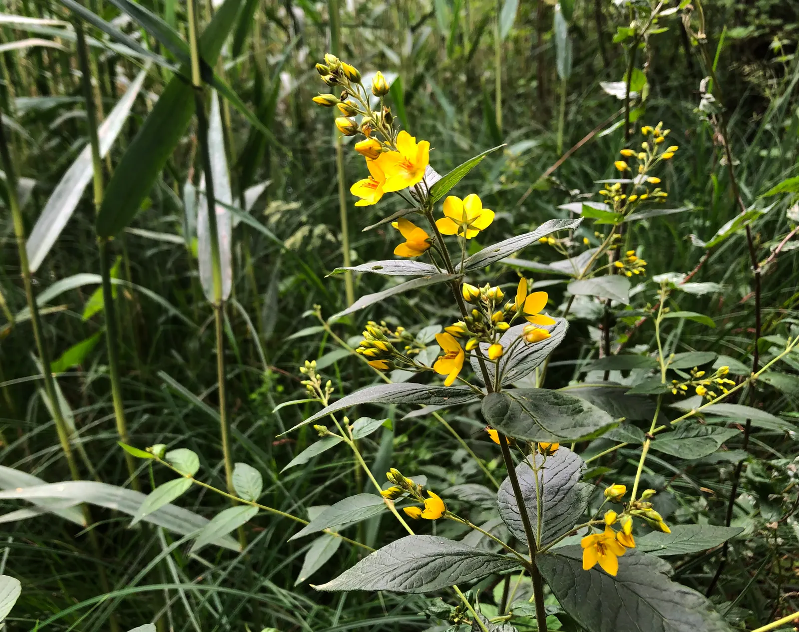 Yellow Loosestrife (Lysimachia Punctata) — It is hardy in USDA zones 4 through 8 and exhibits vigorous growth; and a bright pop of color that is, image 89