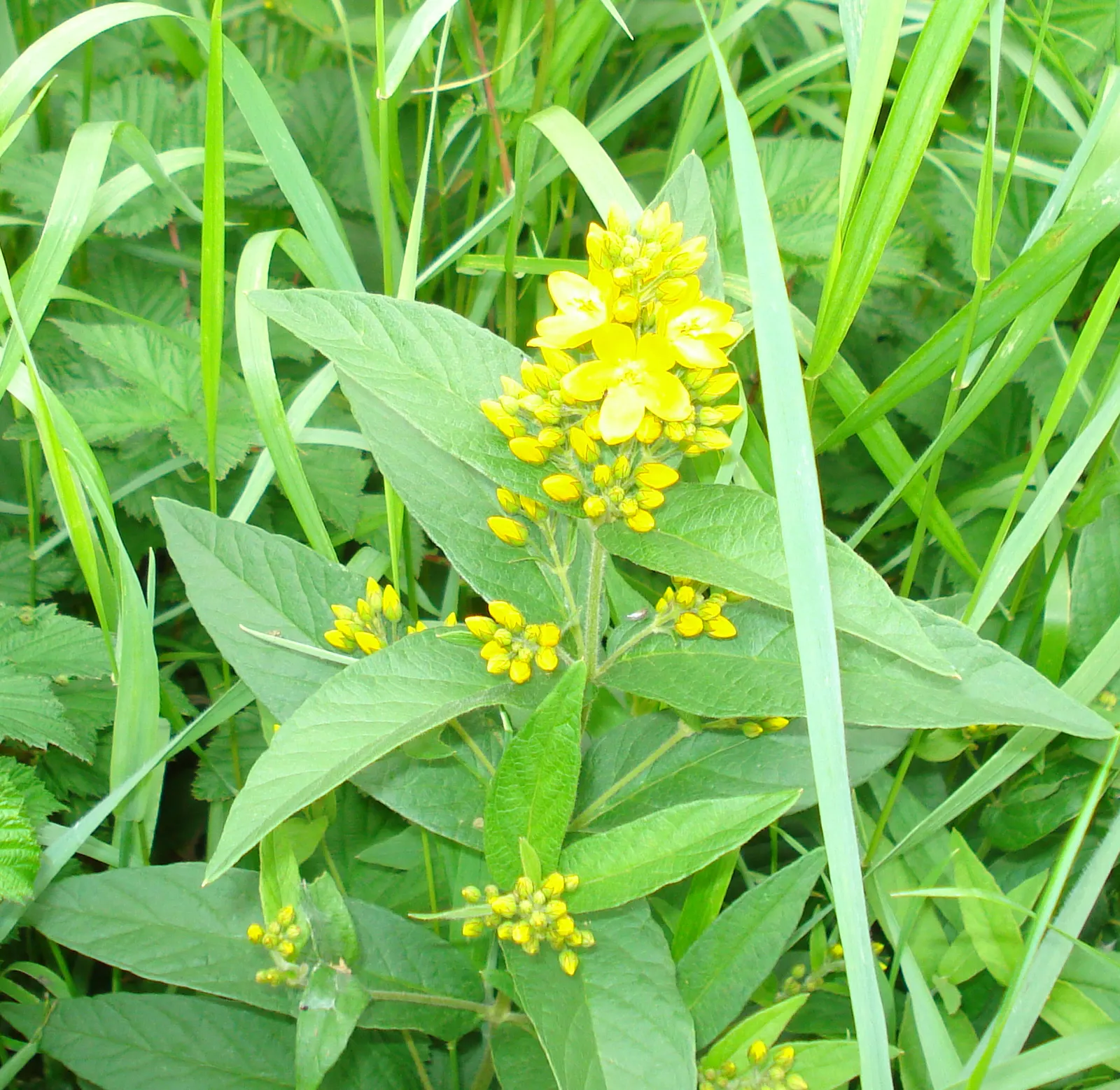 Yellow Loosestrife (Lysimachia Punctata) — sometimes aggressively spreading via rhizomes; thriving in USDA zones 4-8, it reaches 24-36 inches in, image 138