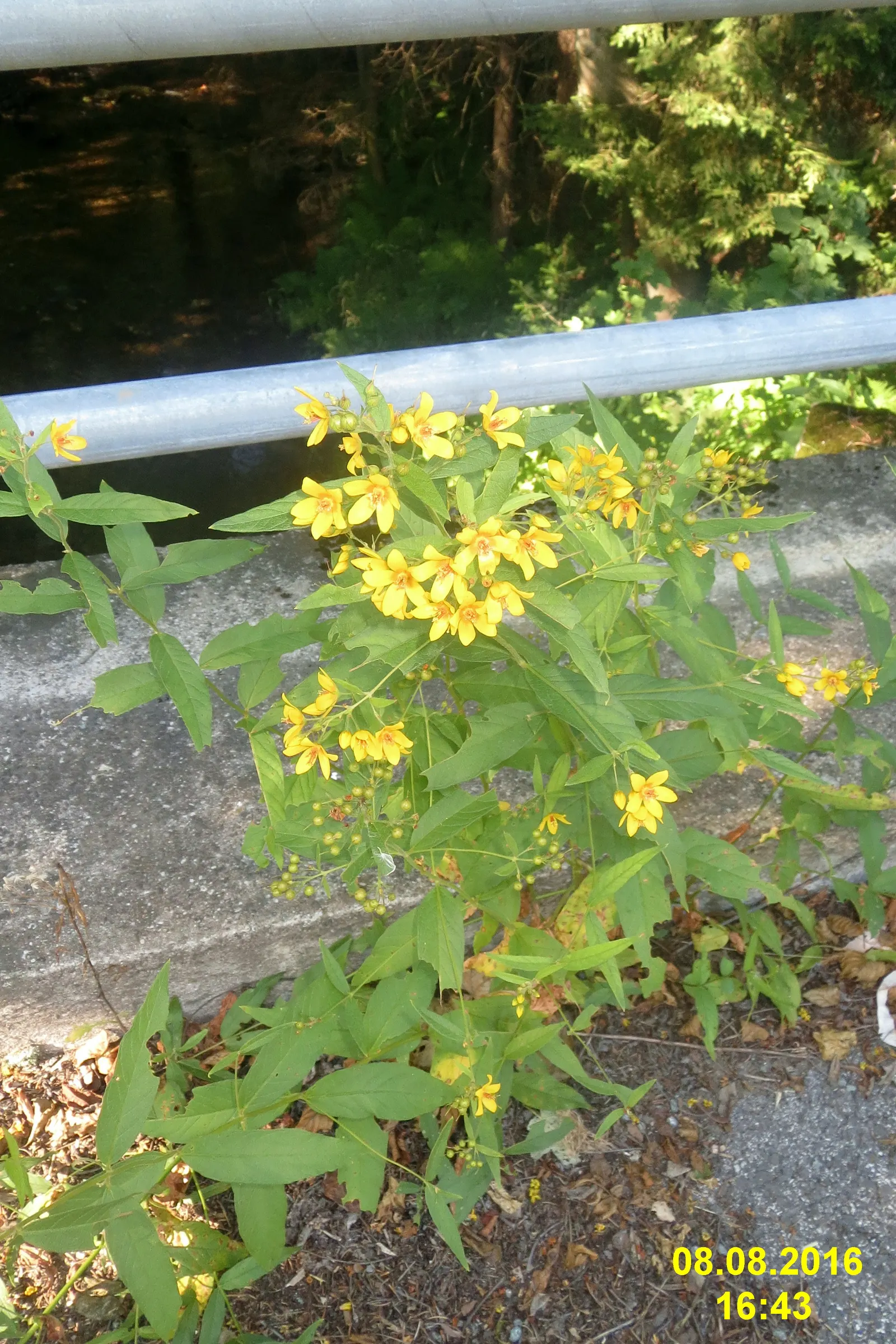 Yellow Loosestrife (Lysimachia Punctata) — Yellow Loosestrife offers long-lasting blooms; this plant typically reaches heights of 24 to 36 inches, image 211