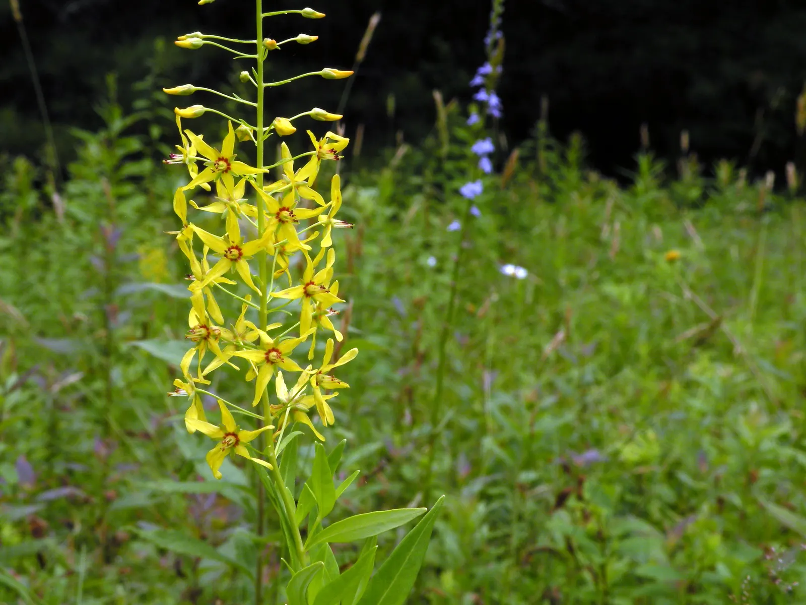 Yellow Loosestrife (Lysimachia Punctata) — Note: May become invasive if not controlled; yellow flowers in the garden, image 103