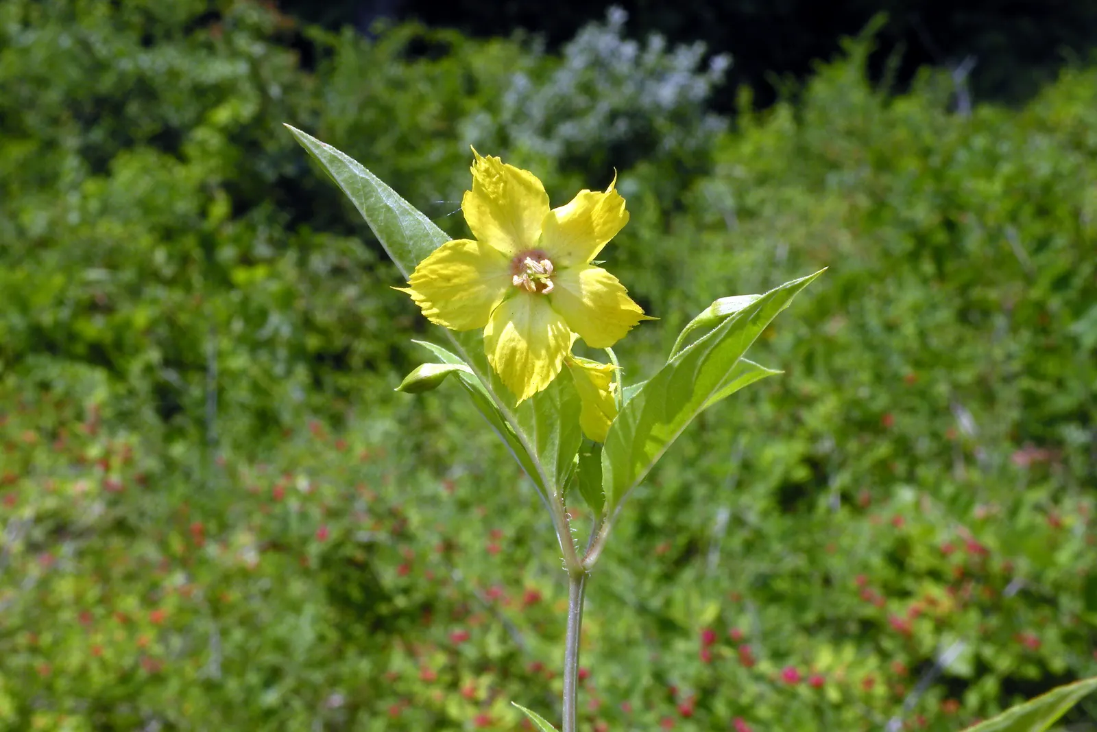 Yellow Loosestrife (Lysimachia Punctata) — herbaceous perennial that is a favored addition to garden designs for its striking flowers and lush foliage