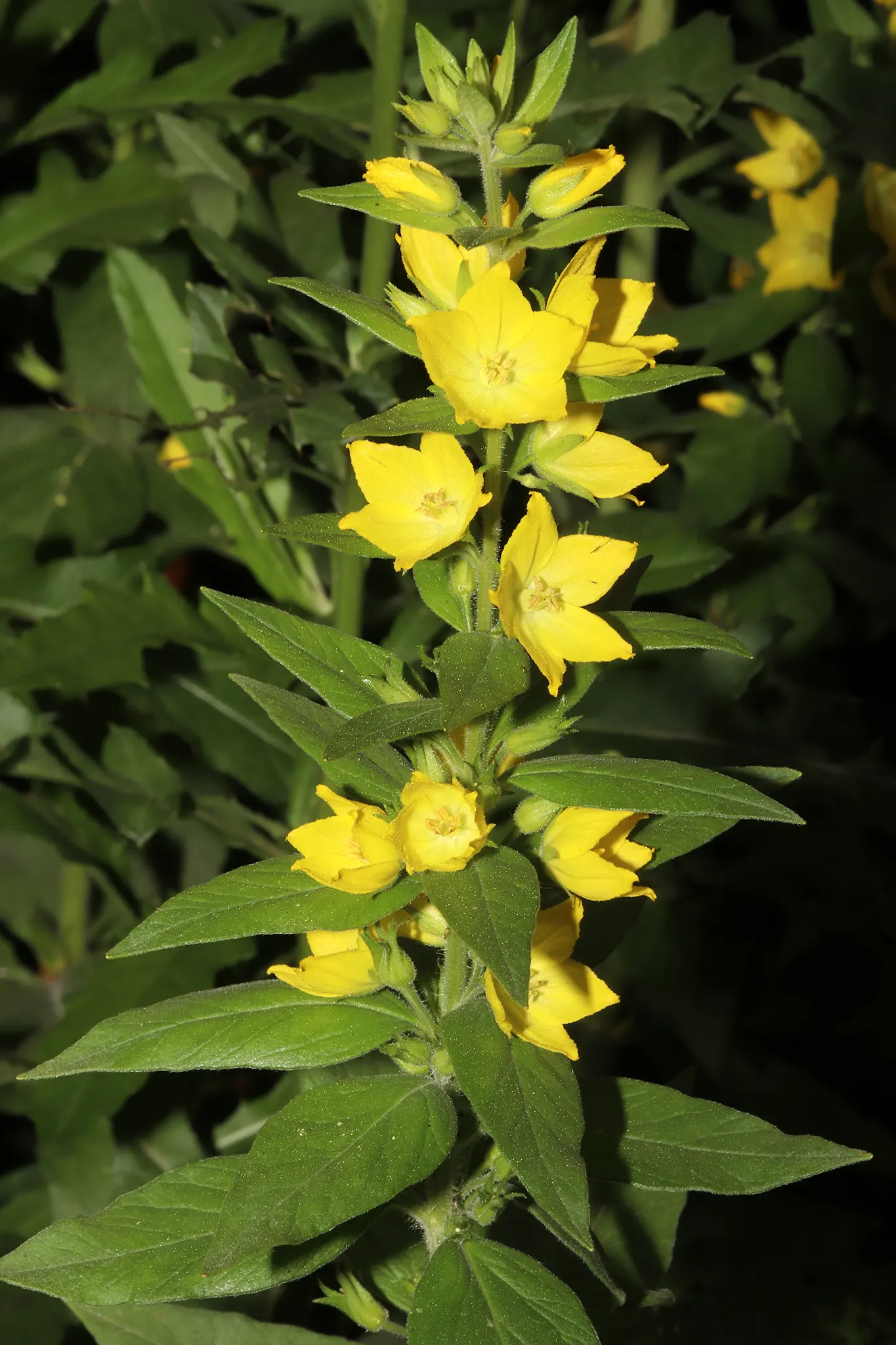 Yellow Loosestrife (Lysimachia Punctata) — arranged in a whorled pattern up erect stems; cup-shaped yellow flowers, image 203