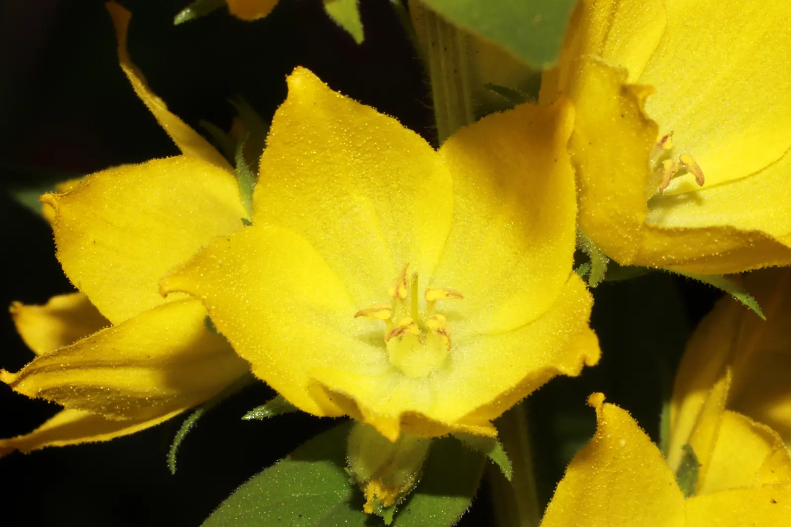 Yellow Loosestrife (Lysimachia Punctata) — each dotted with reddish-brown markings at the base