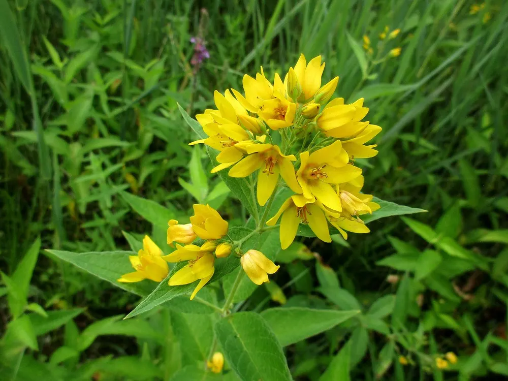Yellow Loosestrife (Lysimachia Punctata) — Thriving in USDA zones 4-8, it reaches 24-36 inches in height and spreads approximately 18-24 inches, image 243