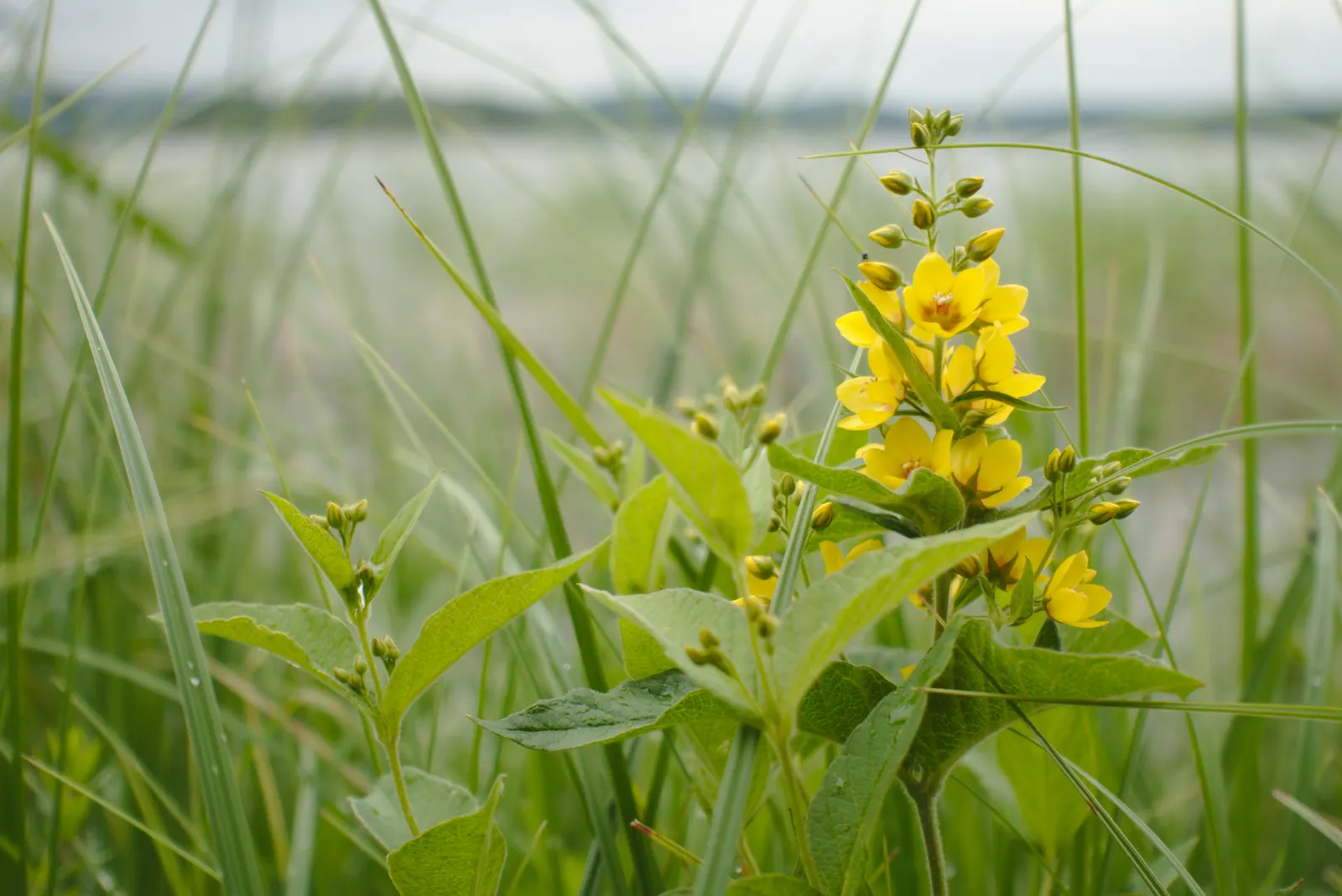 Yellow Loosestrife (Lysimachia Punctata) — While it is tolerant of various soil types, ensuring adequate drainage is crucial to prevent root rot; from late