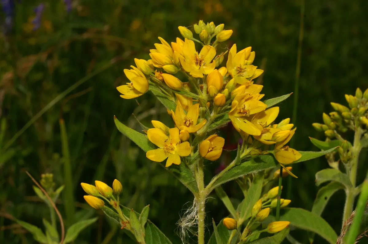 Yellow Loosestrife (Lysimachia Punctata) — This low-maintenance plant prefers full sun to partial shade and consistently moist soil; yellow, image 172