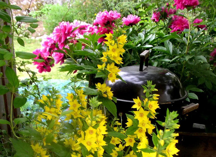 Yellow Loosestrife (Lysimachia Punctata) — This low-maintenance plant prefers full sun to partial shade and consistently moist soil; yellow, image 148