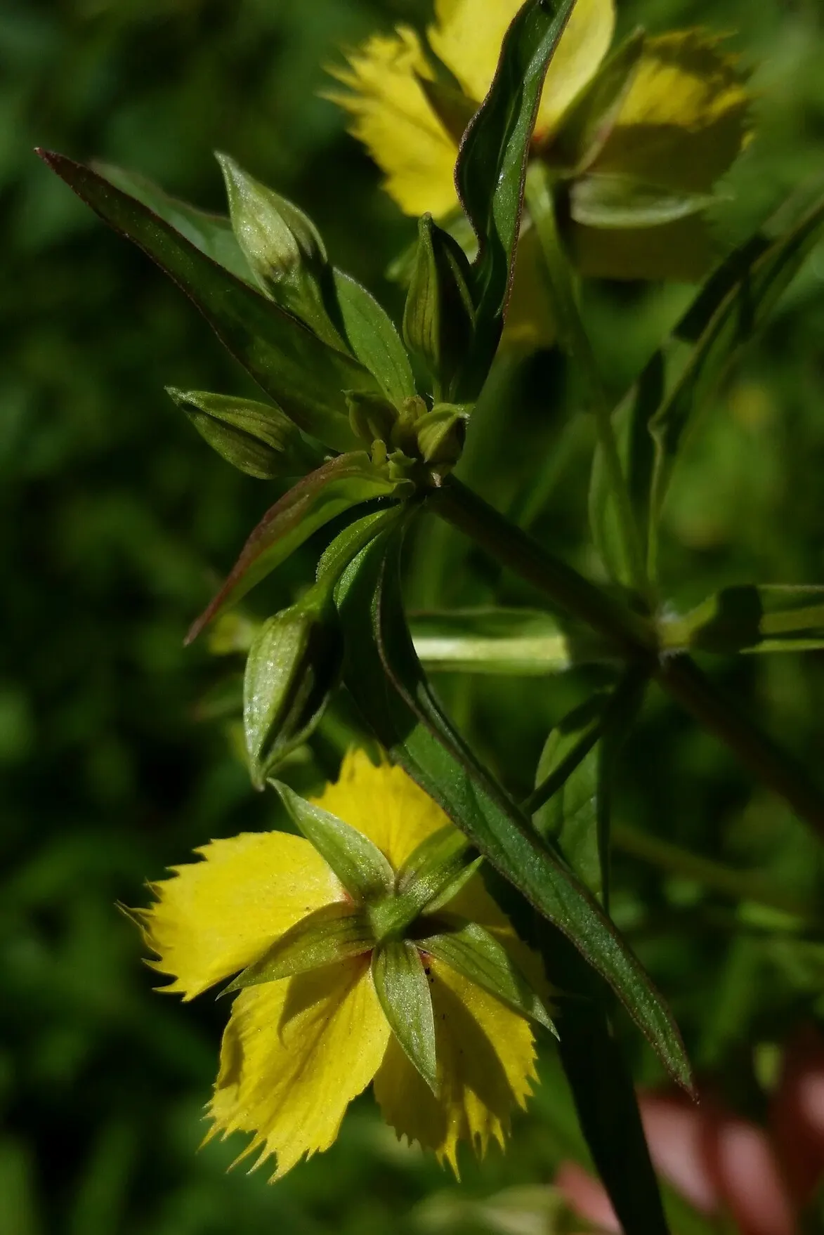 Yellow Loosestrife (Lysimachia Punctata) — cup-shaped yellow flowers; arranged in a whorled pattern up erect stems