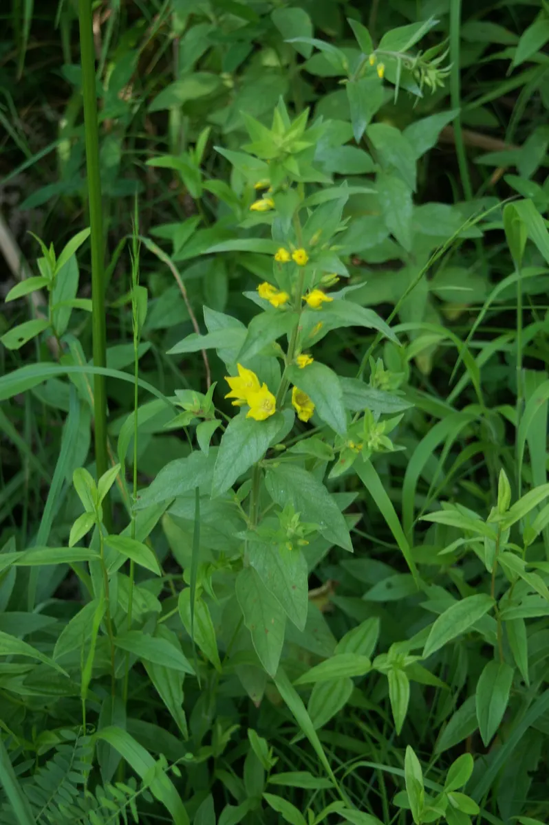 Yellow Loosestrife (Lysimachia Punctata) — creating a full and bushy appearance; herbaceous perennial that is a favored addition to garden designs, image 180