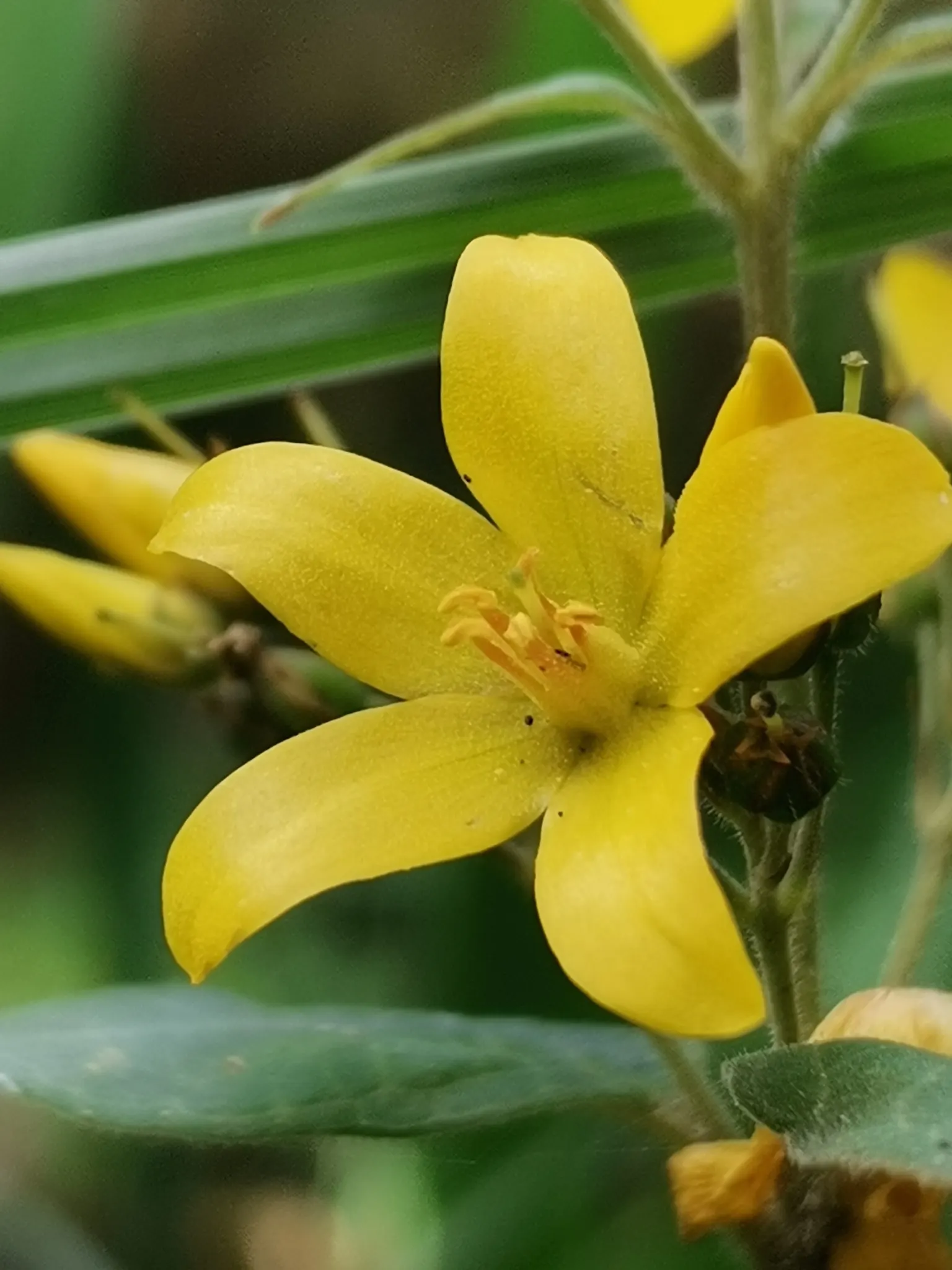Yellow Loosestrife (Lysimachia Punctata) — Thriving in USDA zones 4-8, it reaches 24-36 inches in height and spreads approximately 18-24 inches, image 219