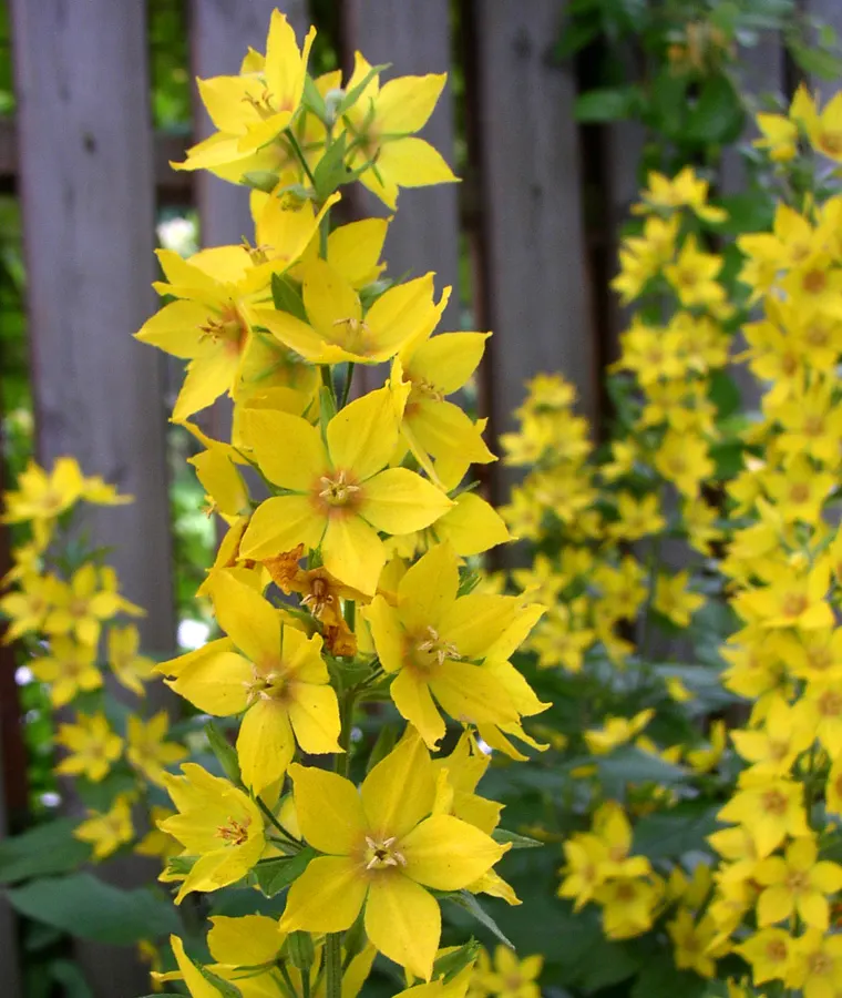 Yellow Loosestrife (Lysimachia Punctata) — each dotted with reddish-brown markings at the base; flowering from early to mid-summer, image 111
