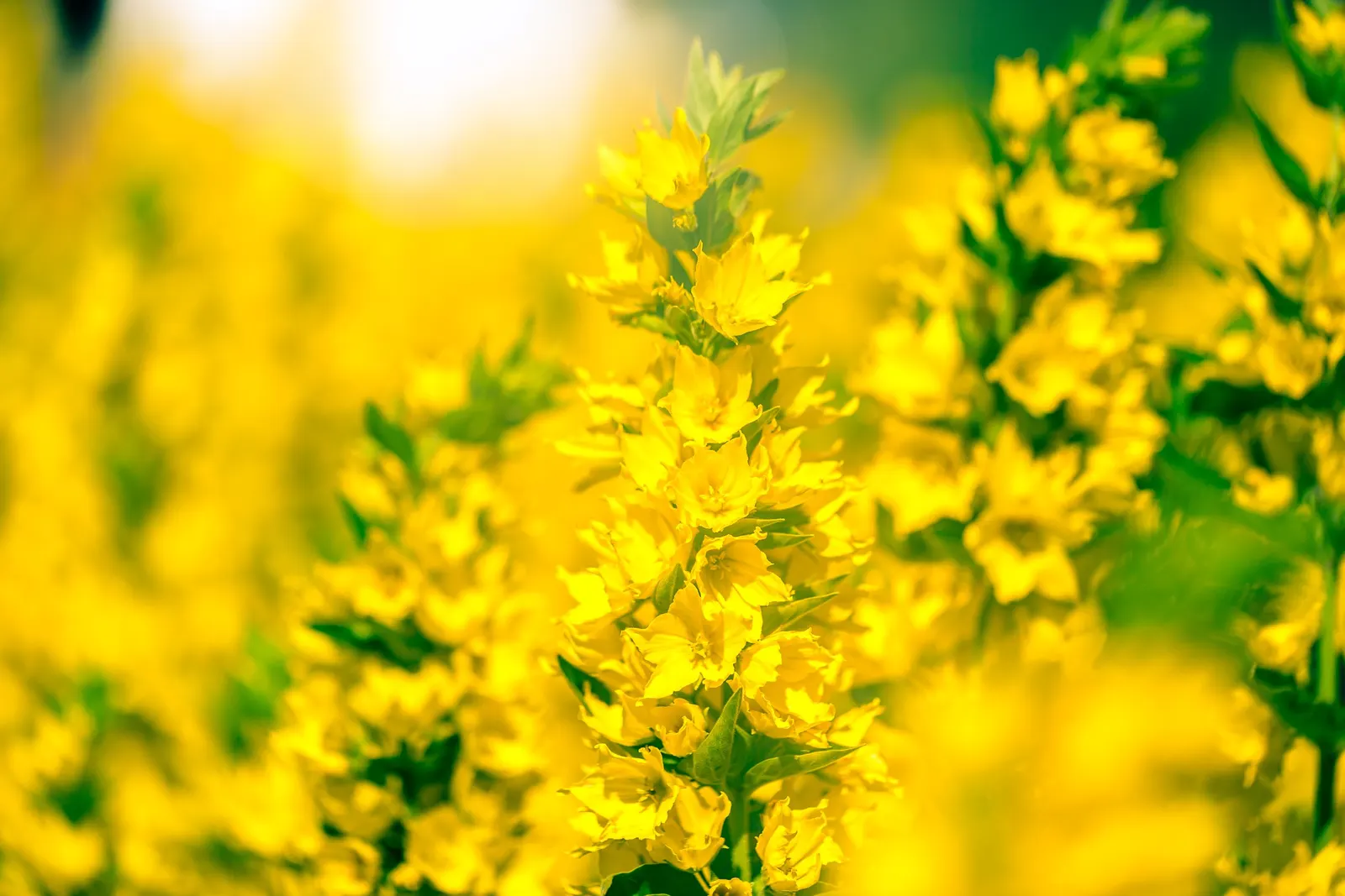 Yellow Loosestrife (Lysimachia Punctata) — This plant typically reaches heights of 24 to 36 inches with a spread of 18 to 24 inches
