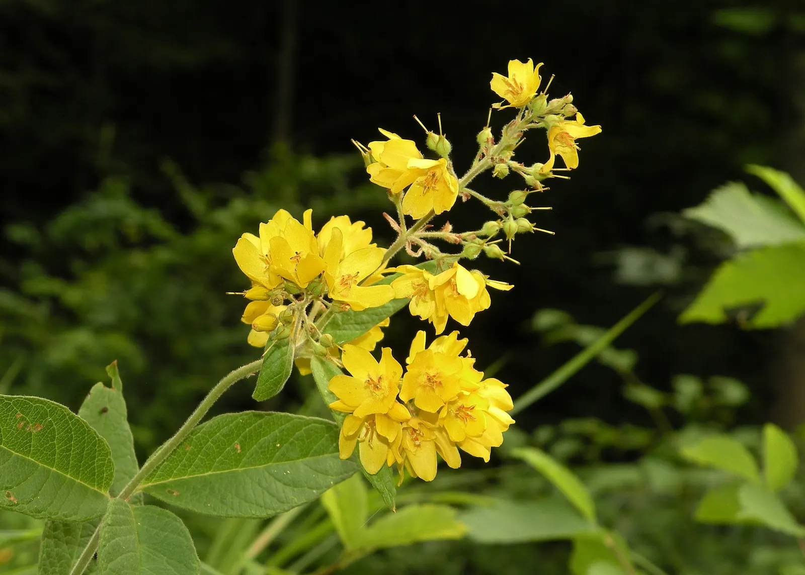 Yellow Loosestrife (Lysimachia Punctata) — herbaceous perennial that is a favored addition to garden designs for its striking flowers and lush, image 57