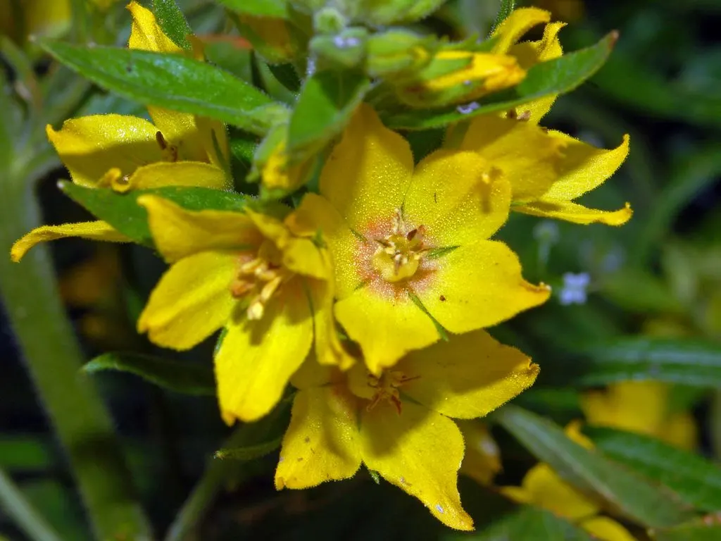 Yellow Loosestrife (Lysimachia Punctata) — This low-maintenance plant prefers full sun to partial shade and consistently moist soil; yellow, image 124
