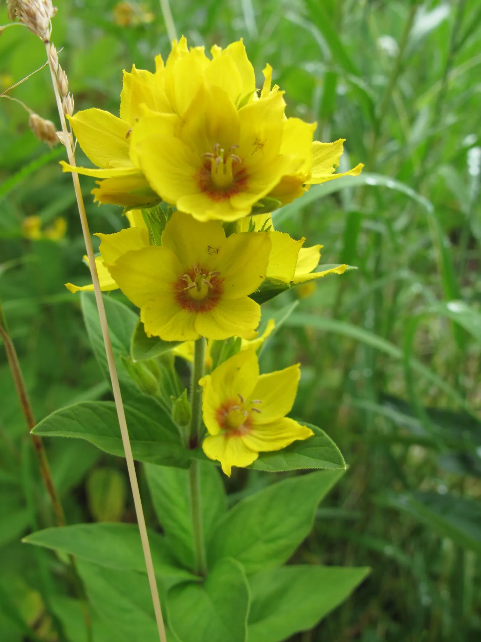 Yellow Loosestrife (Lysimachia Punctata) — While it is tolerant of various soil types, ensuring adequate drainage is crucial to prevent root rot, image 88