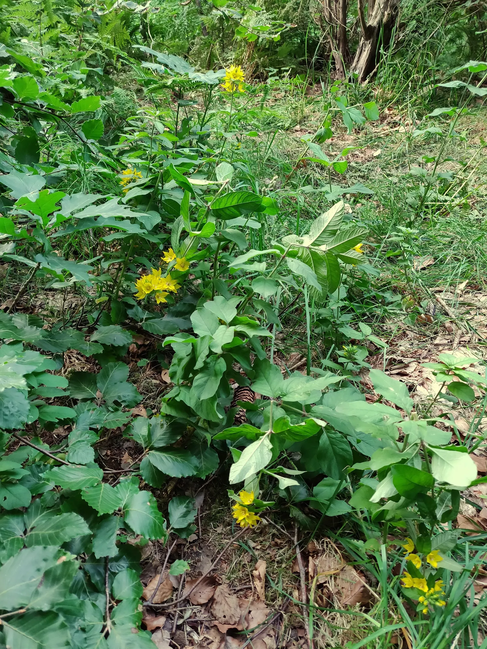 Yellow Loosestrife (Lysimachia Punctata) — perennial with yellow blooms