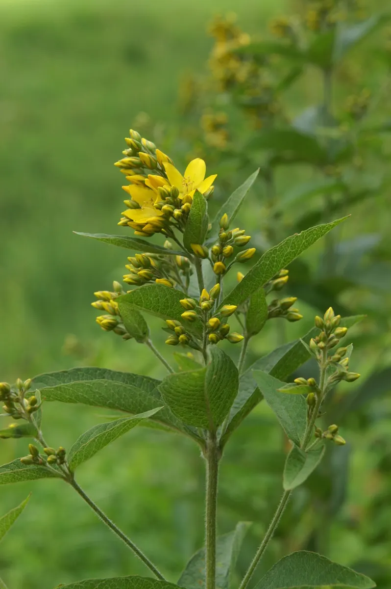 Yellow Loosestrife (Lysimachia Punctata) — perennial for full or half or shade; due to its easy-going nature, it is an excellent choice for, image 72
