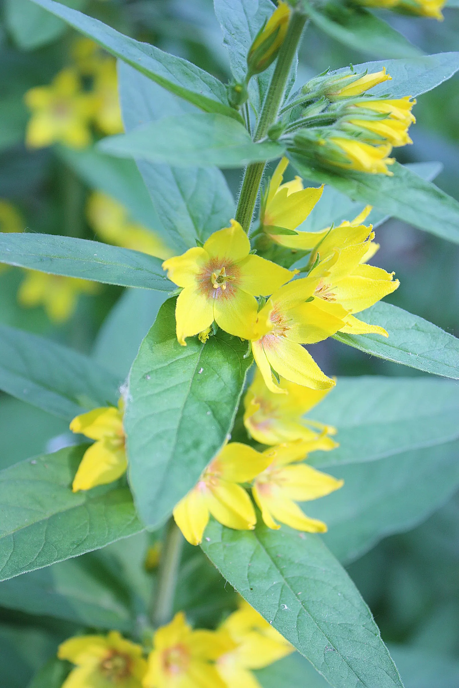 Yellow Loosestrife (Lysimachia Punctata) — yellow flowers in the garden