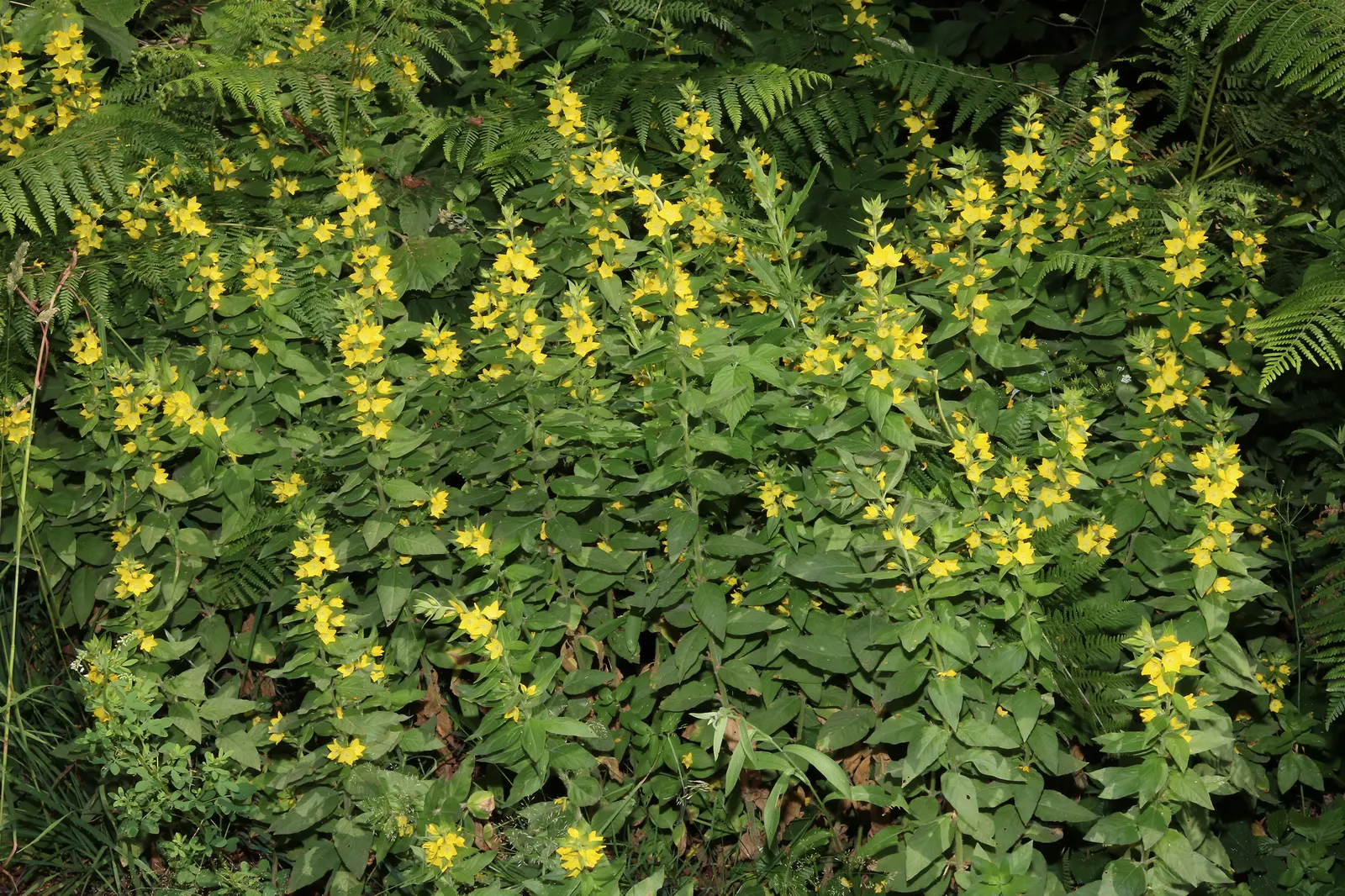 Yellow Loosestrife (Lysimachia Punctata) — Note: May become invasive if not controlled; yellow flowers in the garden, image 55