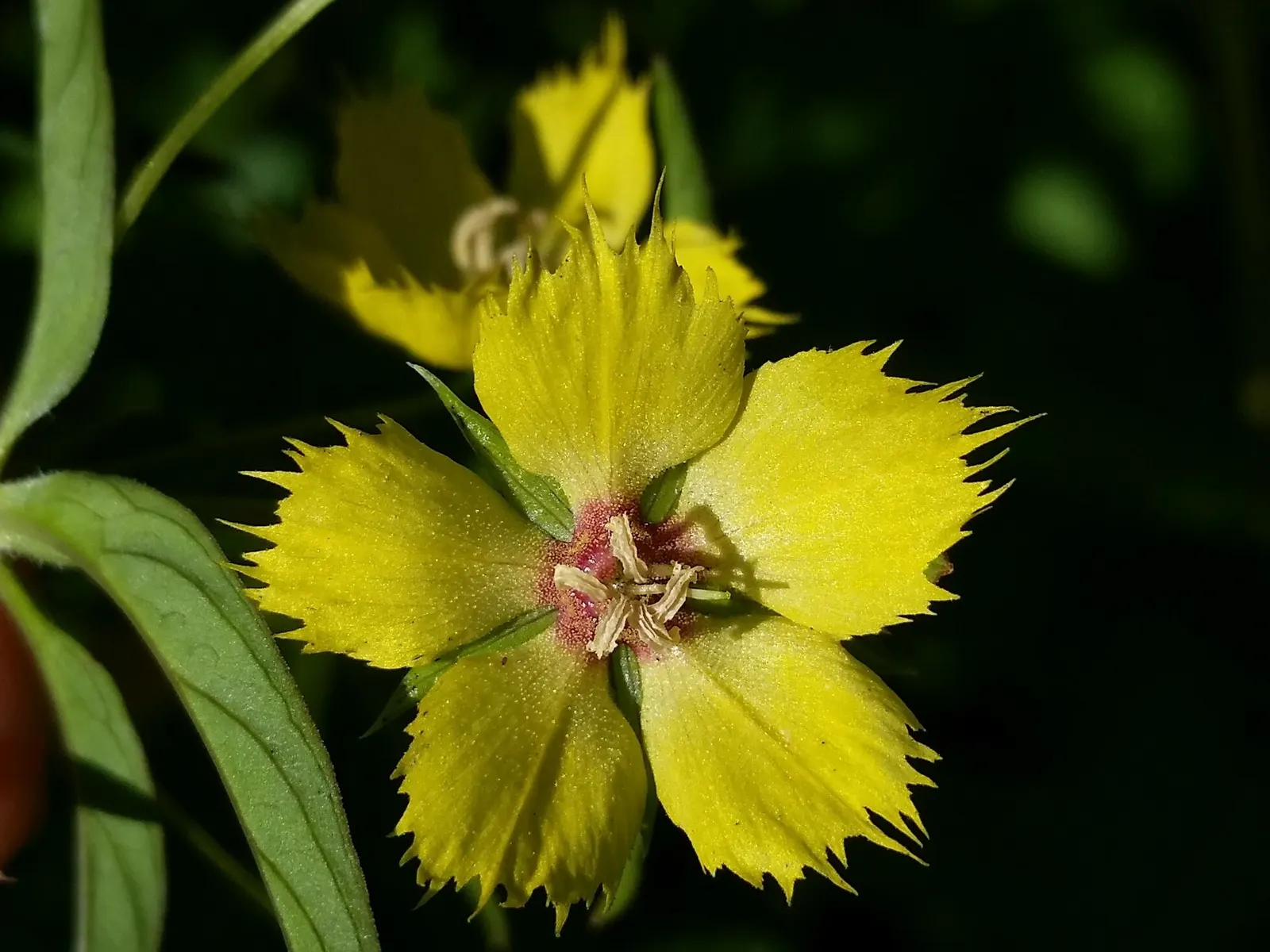 Yellow Loosestrife (Lysimachia Punctata) — sometimes aggressively spreading via rhizomes; thriving in USDA zones 4-8, it reaches 24-36 inches in, image 90