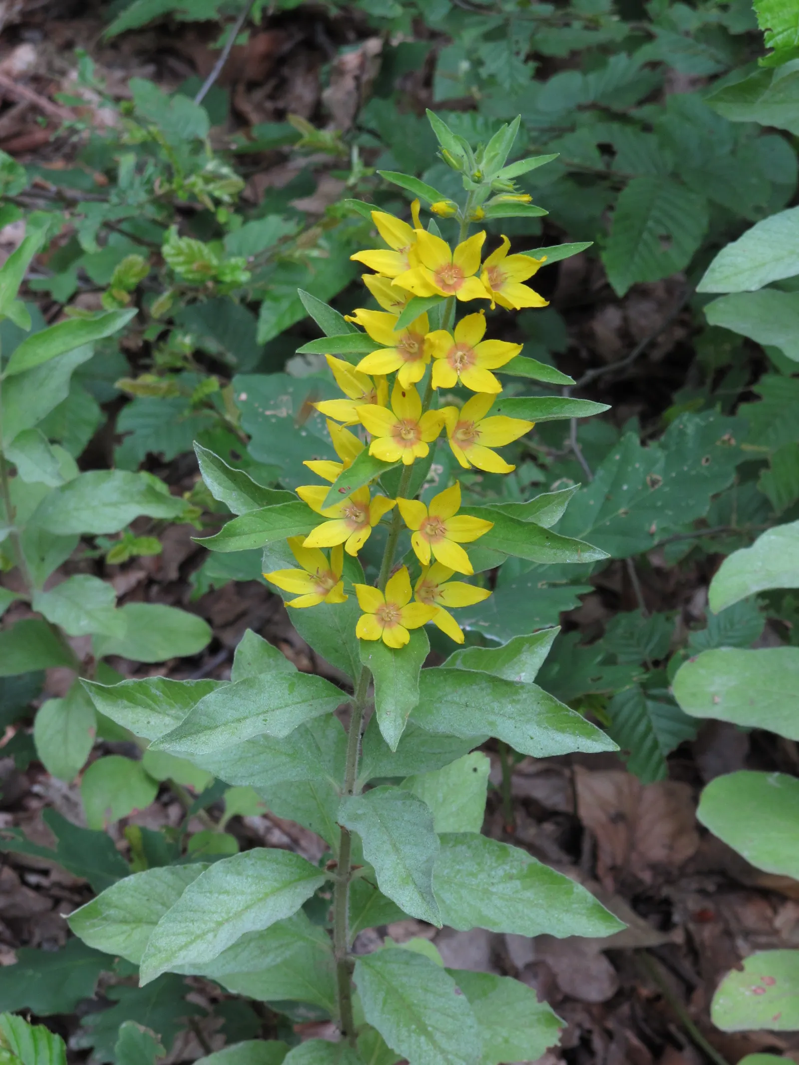 Yellow Loosestrife (Lysimachia Punctata) — perennial with yellow blooms; yellow Loosestrife produces an abundant display of star-shaped, image 191