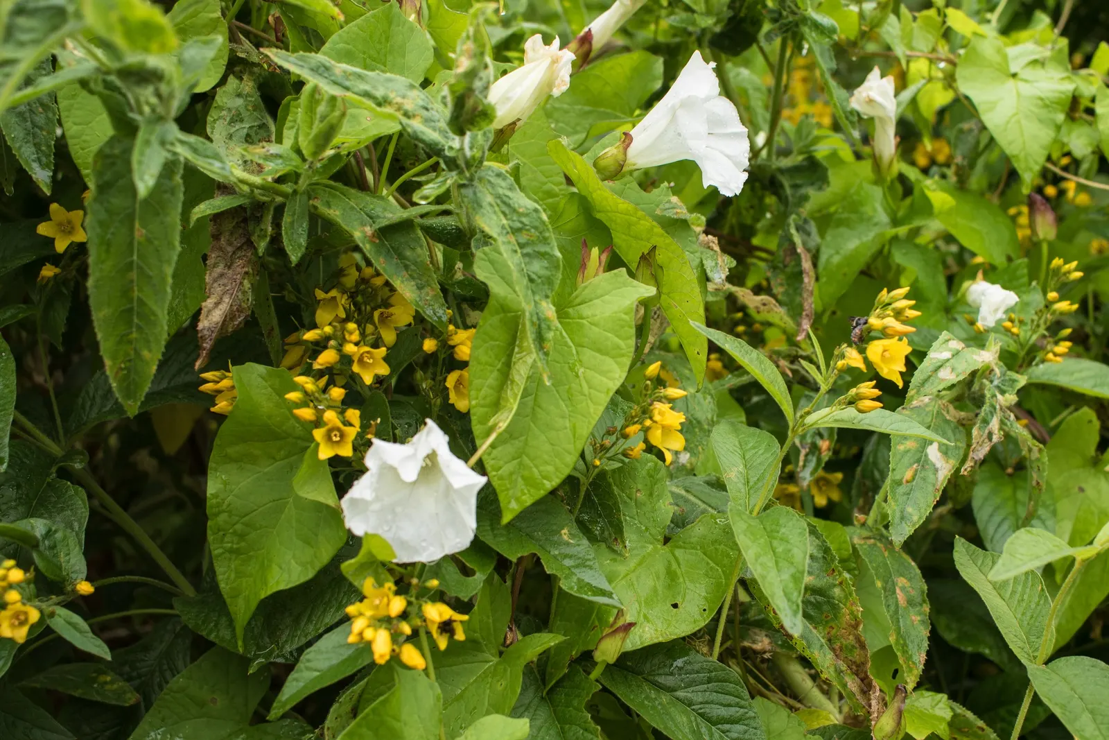 Yellow Loosestrife (Lysimachia Punctata) — Thriving in USDA zones 4-8, it reaches 24-36 inches in height and spreads approximately 18-24 inches, image 171