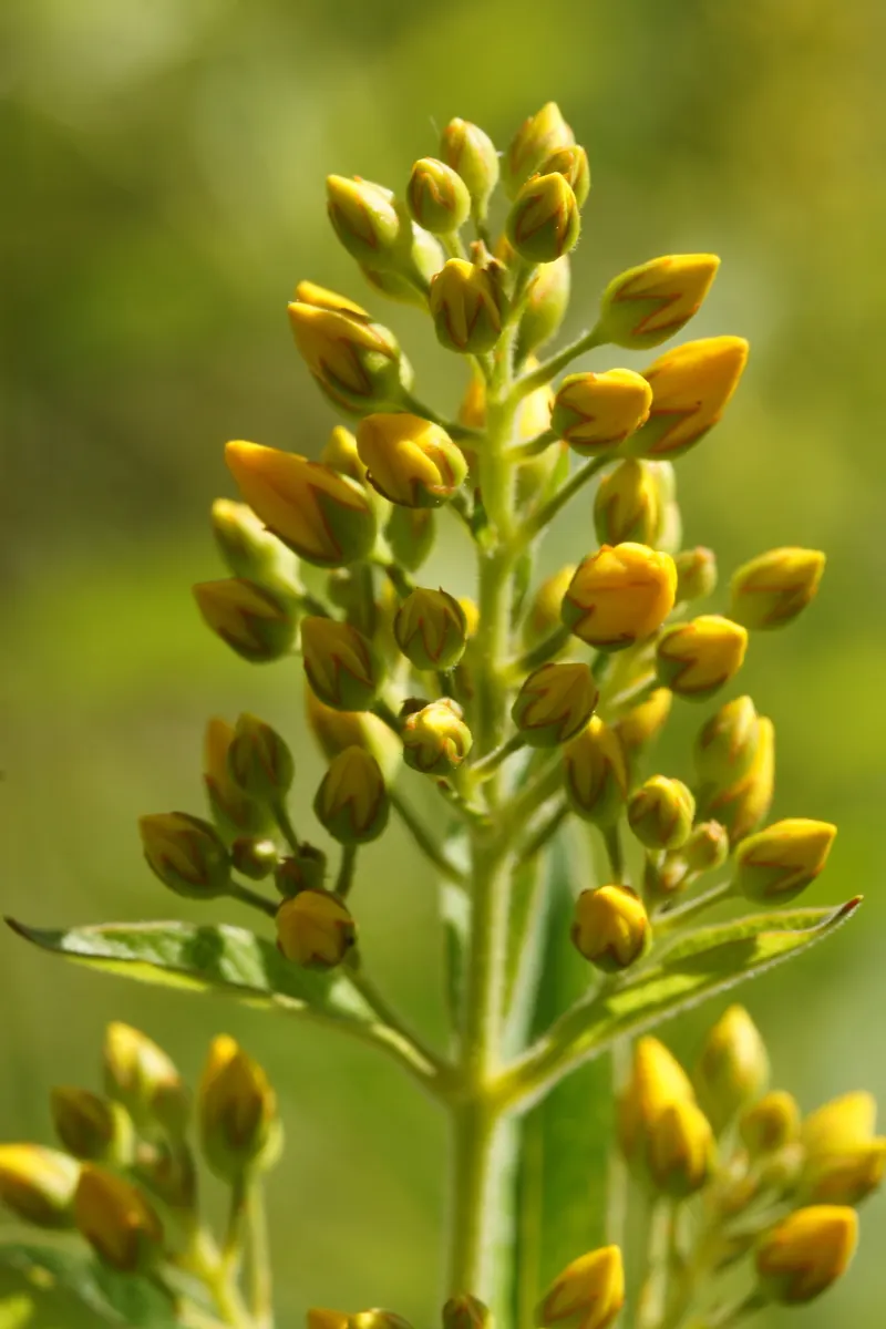 Yellow Loosestrife (Lysimachia Punctata) — cup-shaped yellow flowers; arranged in a whorled pattern up erect stems, image 122