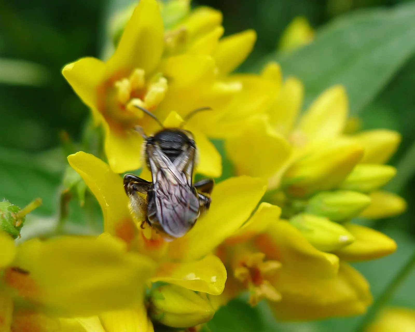 Yellow Loosestrife (Lysimachia Punctata) — cup-shaped yellow flowers; arranged in a whorled pattern up erect stems, image 74